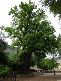 2015 05 02 chêne des Canaries conf. arbres remarquables Y.Maccagno Anduze (3)