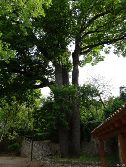 2015 05 02 chêne des Canaries conf. arbres remarquables Y.Maccagno Anduze (5)