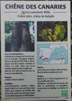 2015 05 02 chêne des Canaries conf. arbres remarquables Y.Maccagno Anduze (8)