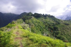 Albizias falcataria du pied de l’Aoraï, Tahiti, Rémy Canavesio (1)