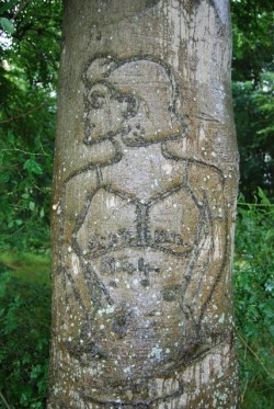 Arborglyphe chantel summerfield (10)