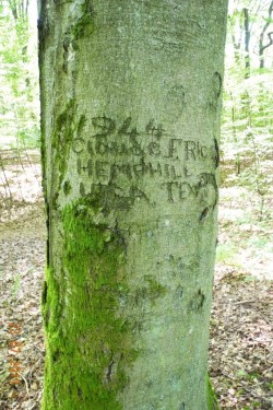 Arborglyphe chantel summerfield (1)