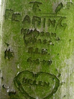 Arborglyphe chantel summerfield (4)