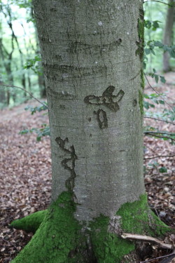 Arborglyphe chantel summerfield (6)