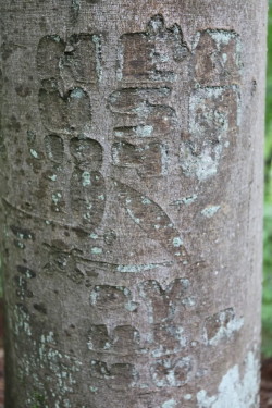 Arborglyphe chantel summerfield (7)
