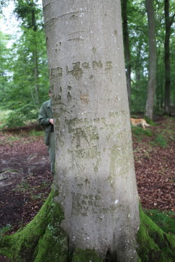 Arborglyphe chantel summerfield (8)