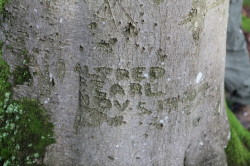 Arborglyphe chantel summerfield (9)