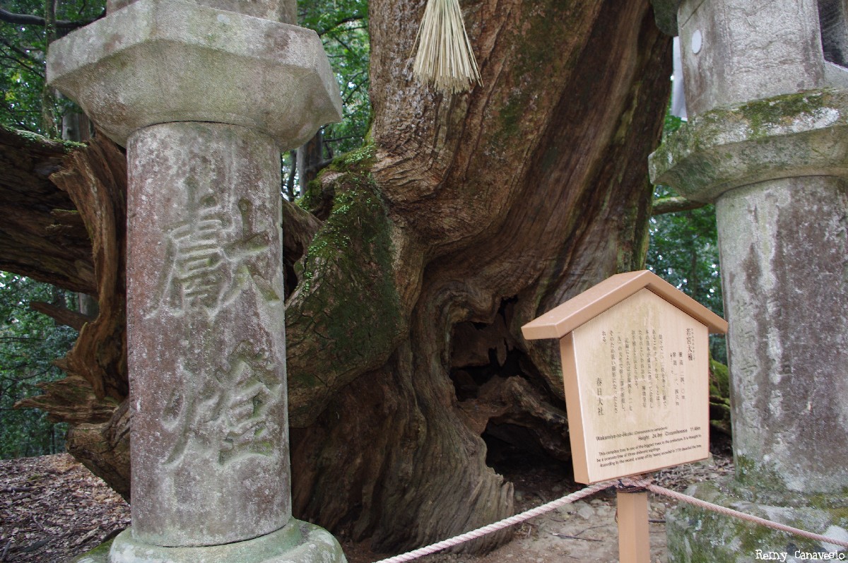 Camphrier de Nara, Japon, Rémy Canvesio (2)