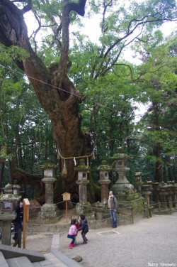 Camphrier de Nara, Japon, Rémy Canvesio (3)