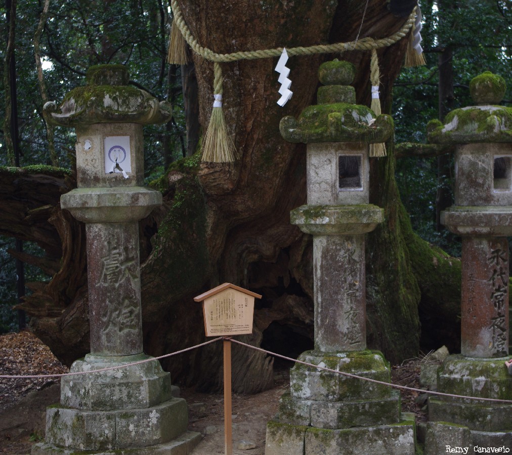 Camphrier de Nara, Japon, Rémy Canvesio (4)