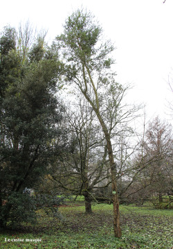Chene-liège-arboretum-gieres2