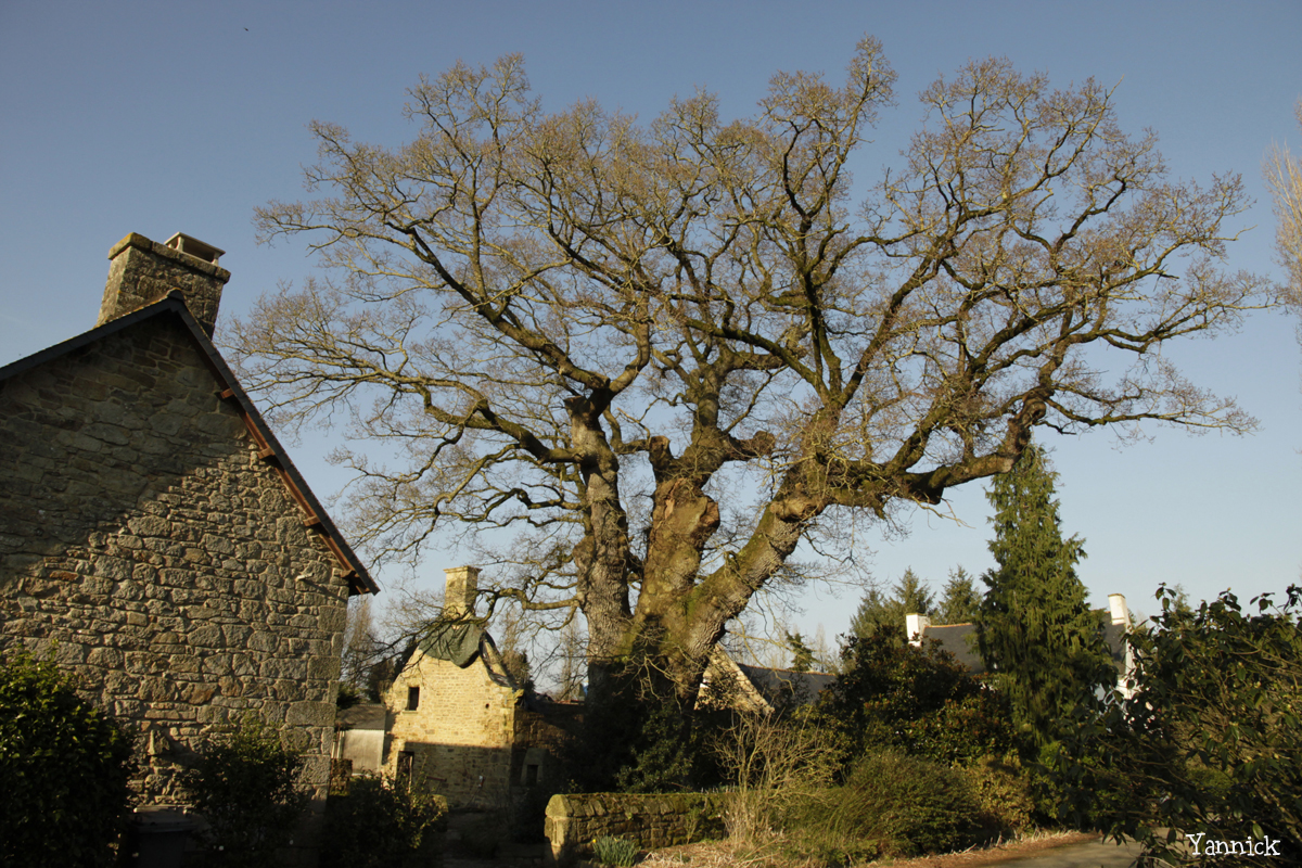 Chêne de Kerverne, Lignol, Morbihan Yannick Morhan (3)