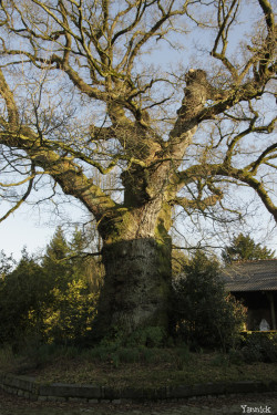 Chêne de Kerverne, Lignol, Morbihan Yannick Morhan (6)