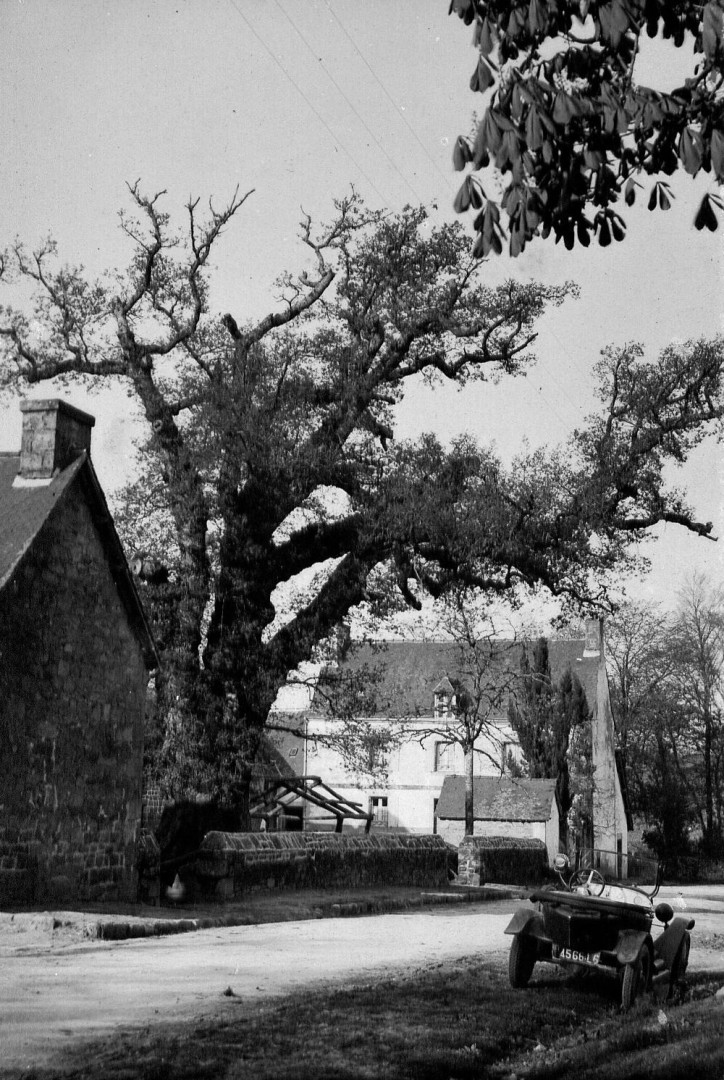 Chêne de Kerverne avant 1939 Lignol, Morbihan