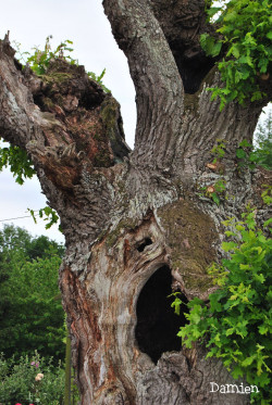 Chêne de Saint Rémy, Calvados, Damien Levillain (2)