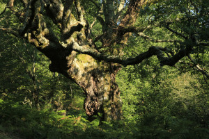 Chêne de la forêt de Sare Yannick5
