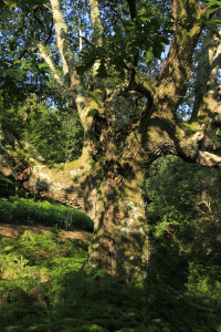 Chêne de la forêt de Sare Yannick6