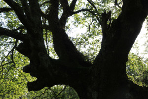 Chêne de la forêt de Sare Yannick7