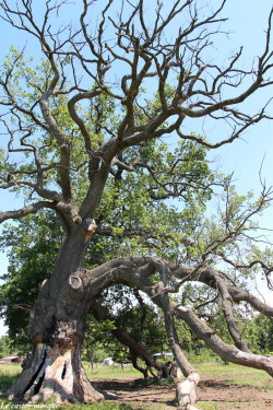 Chêne-pédonculé-st-maurice-sur-dargoire2015-4