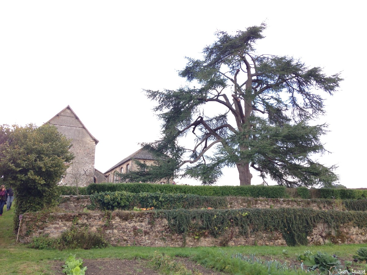 Cèdre abbaye de Port Salut, Entrammes, Mayenne, Jean Luard (4)