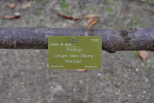 prunus 'shirotae'