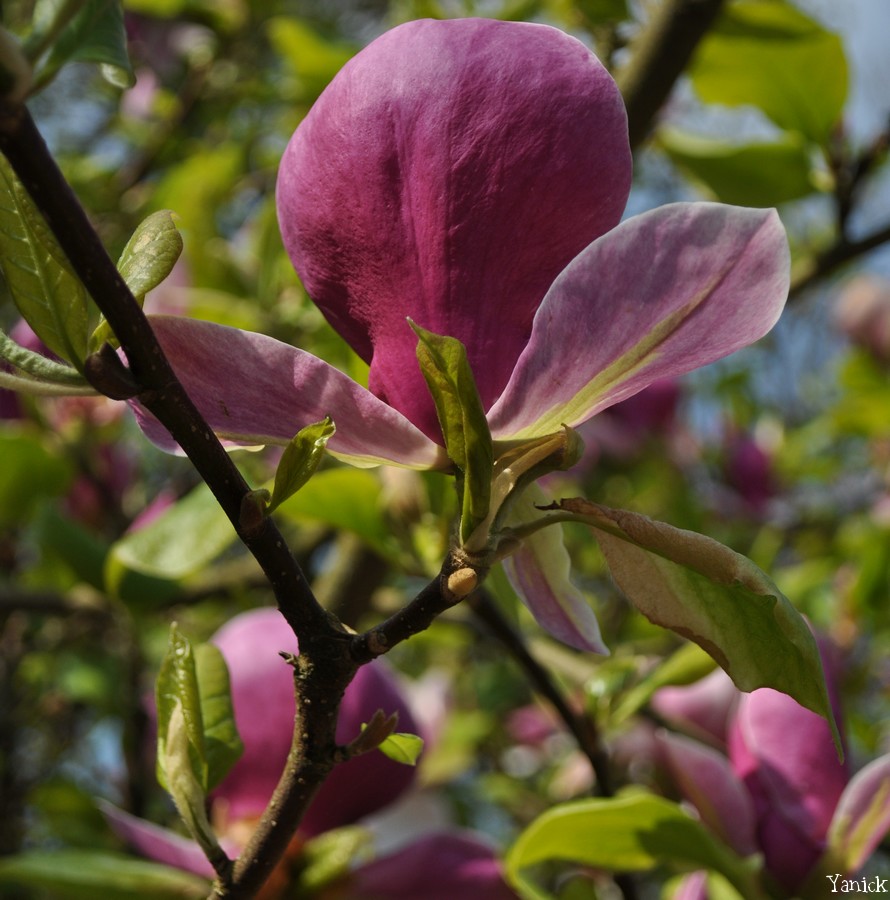 Fleur de Magnolia - Petit chêne 02 ©Yanick