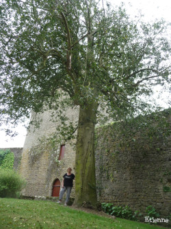 Houx du château de Lassay-les-Château, Mayenne Etienne (3)