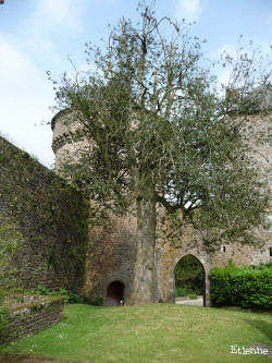 Houx du château de Lassay-les-Château, Mayenne Etienne (5)