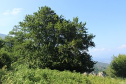 Hêtre de Tatarella, Venaco, Haute Corse, Yannick Morhan (28)