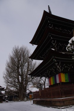 Le Gingko géant de Takayama, Japon, Rémy  Canavesio (2)