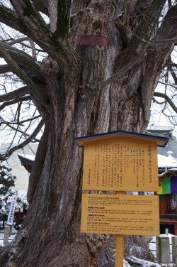 Le Gingko géant de Takayama, Japon, Rémy  Canavesio (3)