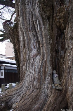 Le Gingko géant de Takayama, Japon, Rémy  Canavesio (5)