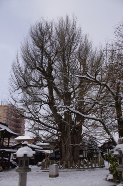 Le Gingko géant de Takayama, Japon, Rémy  Canavesio (7)