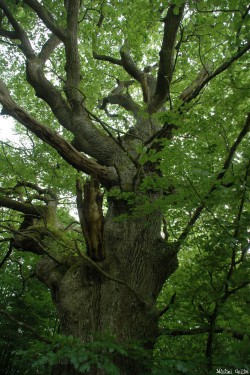 Le chêne de Jaulgonne, Aisne, Michel Collin (3)