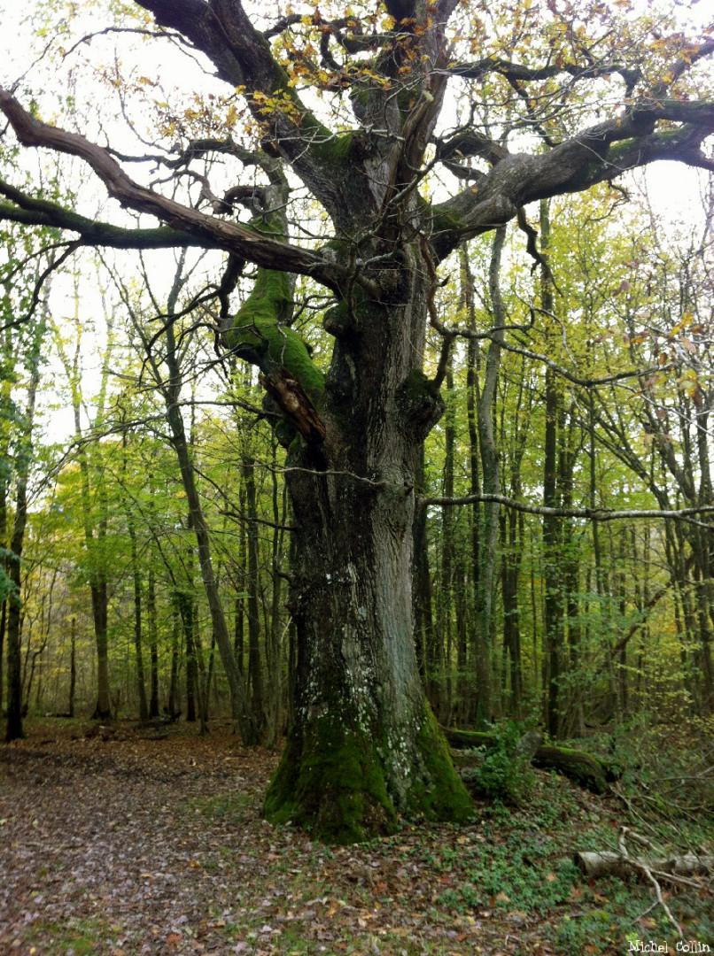 Le chêne de Jaulgonne, Aisne, Michel Collin (5b)