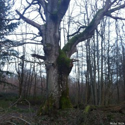 Le chêne de Jaulgonne, Aisne, Michel Collin (7)