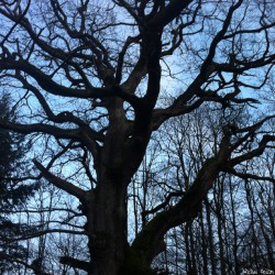 Le chêne de Jaulgonne, Aisne, Michel Collin (8)