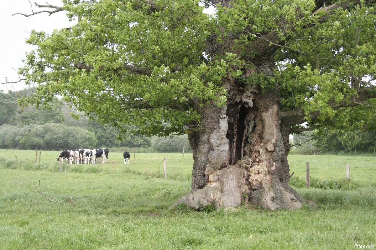 Le chêne de l'an mille, Limoelan en 2007, Sévignac, Côtes d'Armor Yannick Morhan (3)