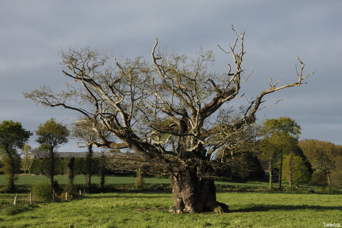 Le chêne de l'an mille, Limoelan en 2014, Sévignac, Côtes d'Armor Yannick Morhan (10)