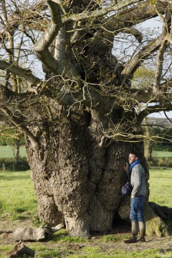 Le chêne de l'an mille, Limoelan en 2014, Sévignac, Côtes d'Armor Yannick Morhan (11)