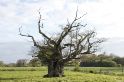 Le chêne de l'an mille, Limoelan en 2014, Sévignac, Côtes d'Armor Yannick Morhan (12)