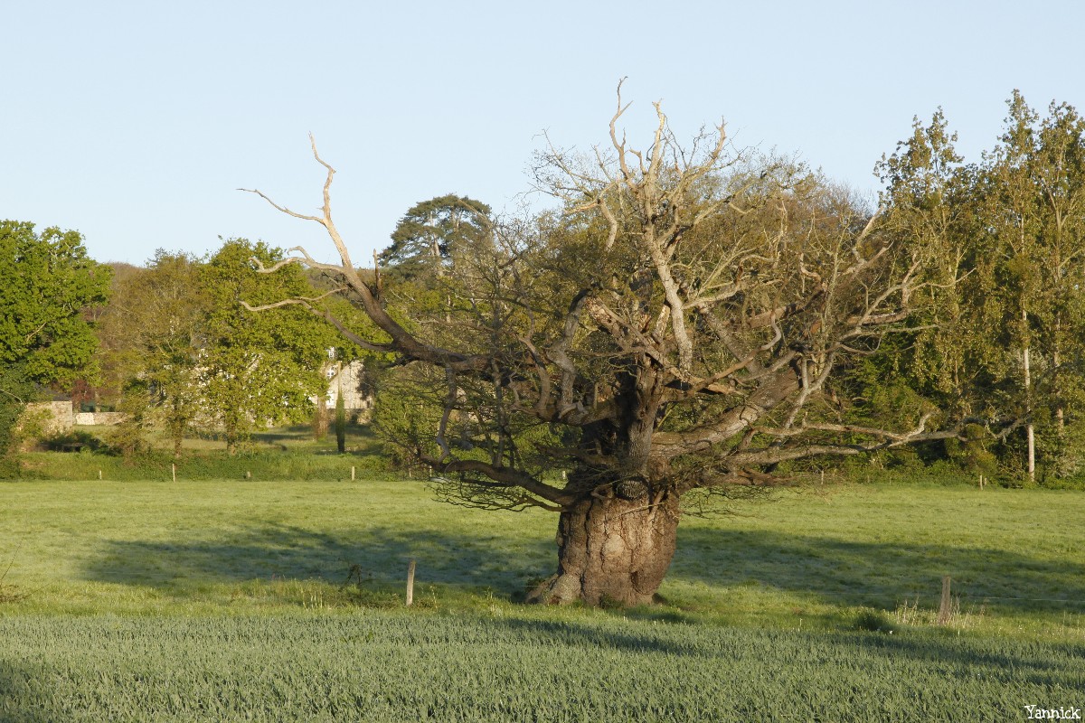 Le chêne de l'an mille, Limoelan en 2014, Sévignac, Côtes d'Armor Yannick Morhan (5)