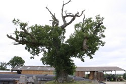 Le chêne dé en 2007, Sévignac, Côtes d'Armor Yannick Morhan (1)