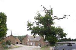 Le chêne dé en 2007, Sévignac, Côtes d'Armor Yannick Morhan (2)