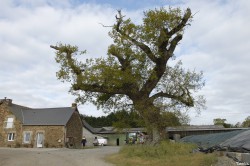 Le chêne dé en 2014, Sévignac, Côtes d'Armor Yannick Morhan (1)