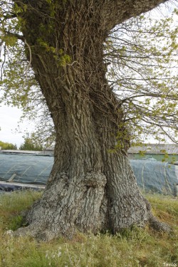 Le chêne dé en 2014, Sévignac, Côtes d'Armor Yannick Morhan (3)