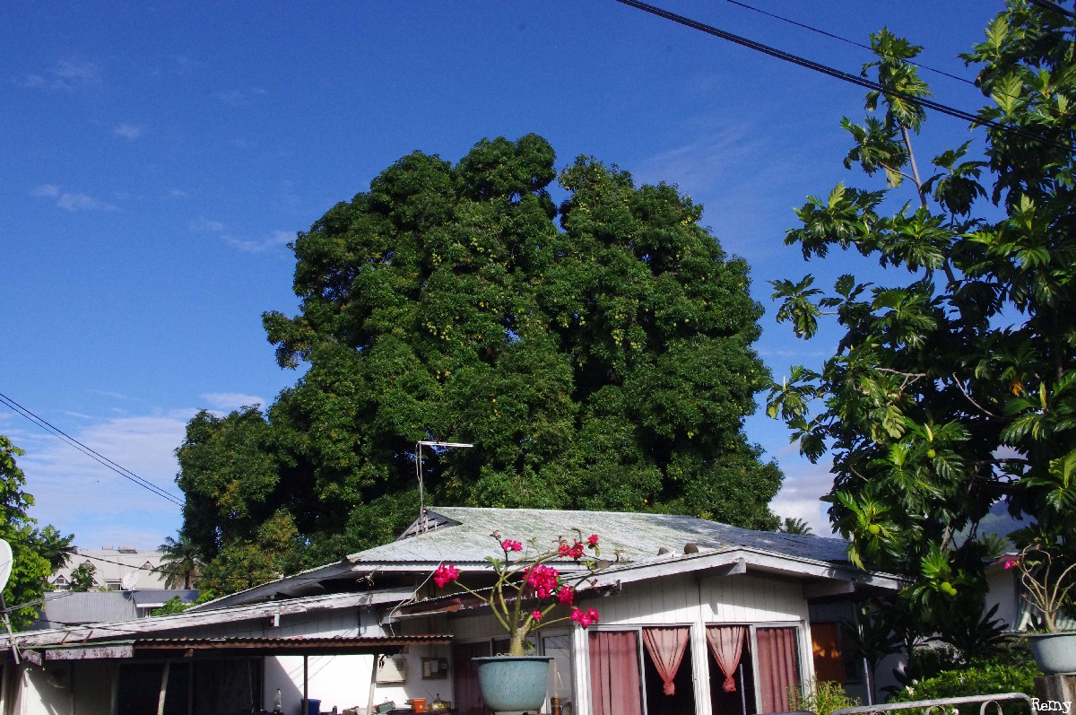 Le manguier Tutehau du quartier Farepiti, Papeete, Tahiti Rémy Canavesio(2)