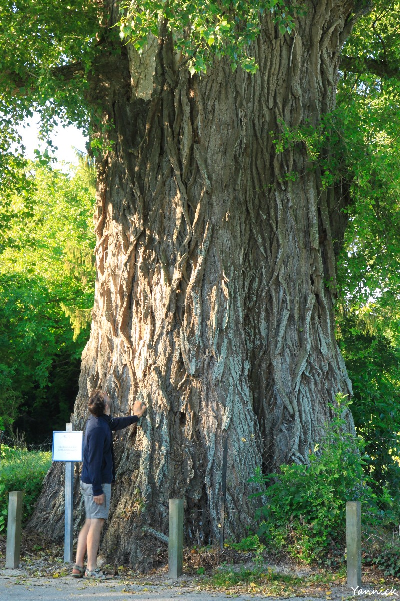 Le peuplier noir « la Pouplie » de Boult-sur-Suippe, Marne | Les têtards  arboricoles