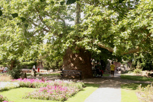 Plane tree in Canterbury Westgate Gardens 7,6 m (1)001