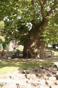 Plane tree in Canterbury Westgate Gardens 7,6 m (5)001
